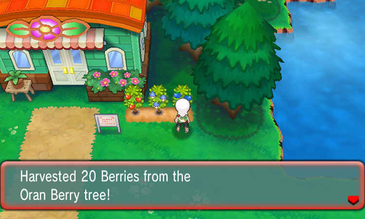 Harvesting the maximum yield from an Oran Berry tree